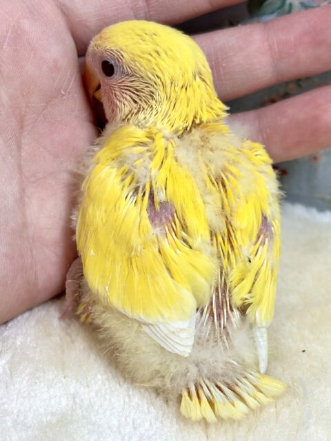 コザクラインコ（小桜インコ）