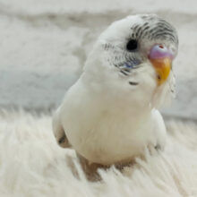 【最新画像・動画更新🪄】アピール力なら負けないぞ！！食欲旺盛◎セキセイインコ(ハルクイン) ヒナ