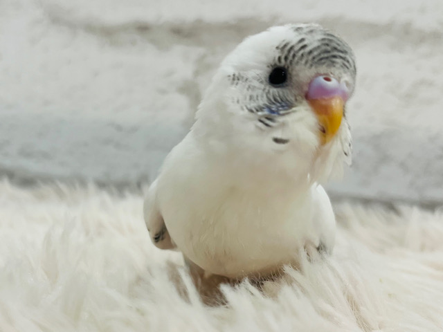 【最新画像・動画更新🪄】アピール力なら負けないぞ！！食欲旺盛◎セキセイインコ(ハルクイン) ヒナ