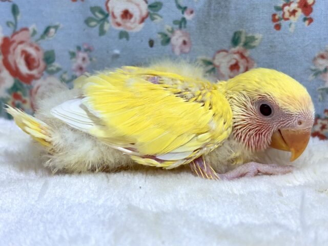 コザクラインコ（小桜インコ）