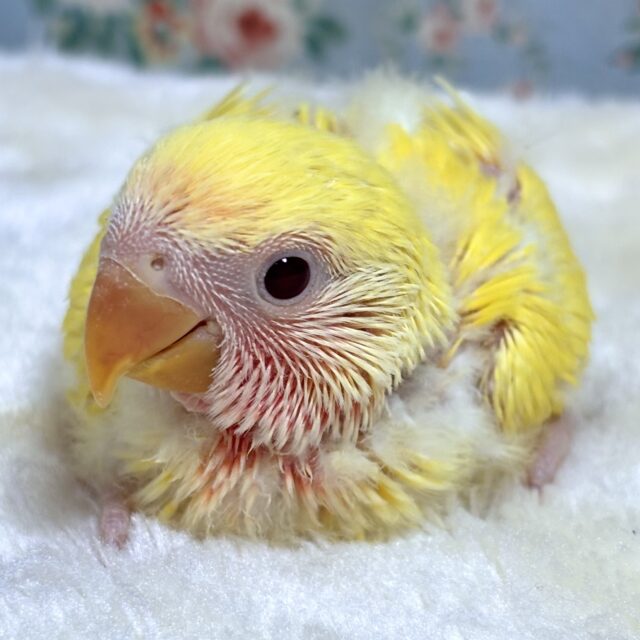 コザクラインコ ゴールデンチェリー 💛🌼🍒