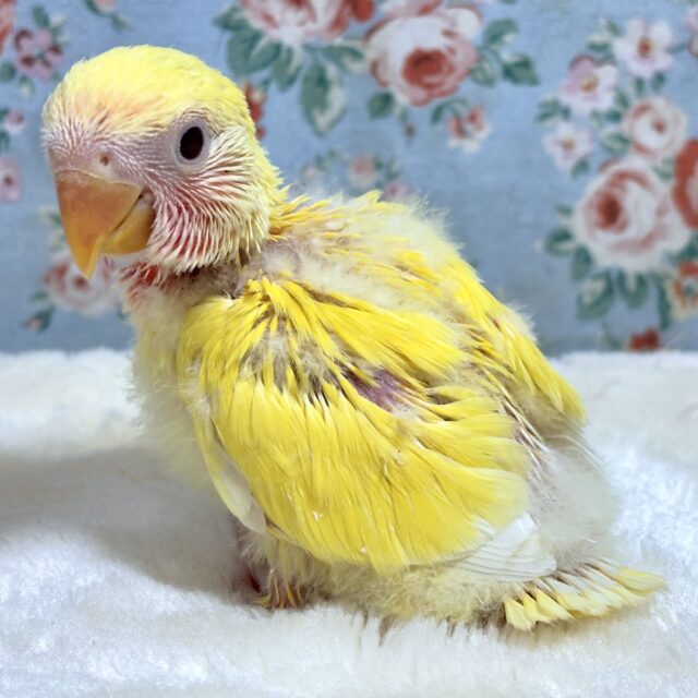 コザクラインコ（小桜インコ）