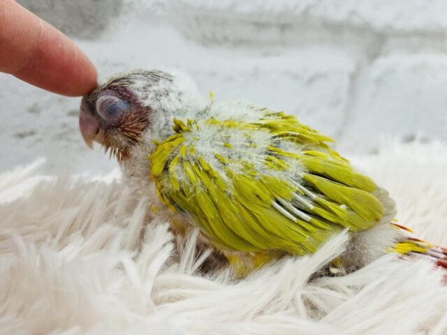 ホオミドリウロコインコ