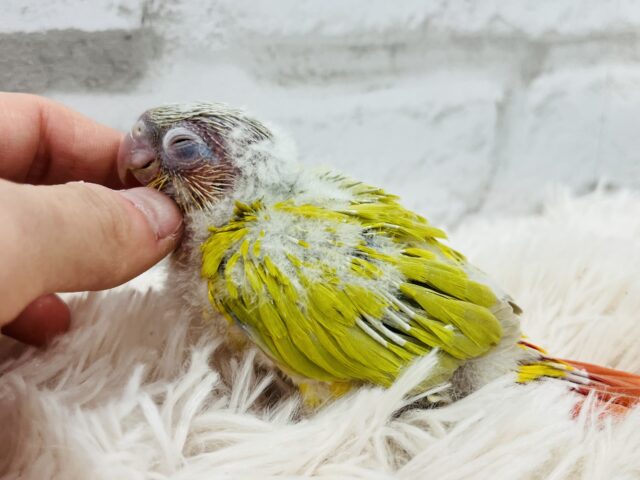 ホオミドリウロコインコ