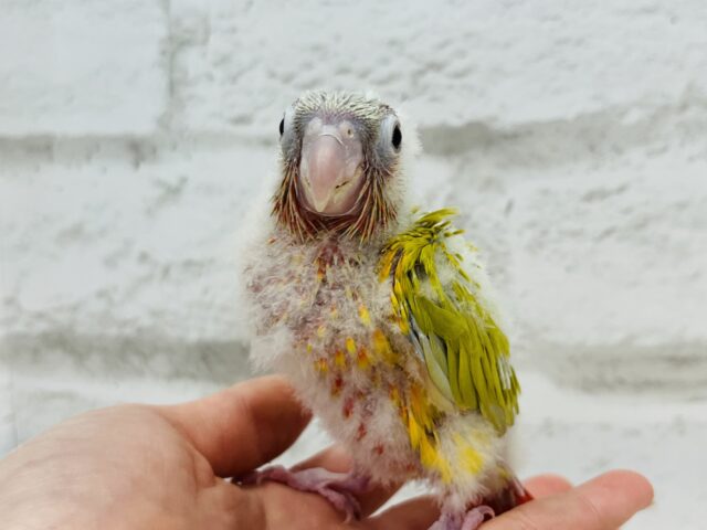 ホオミドリウロコインコ