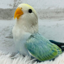 【最新画像更新🪄】わた毛に色んな秘密、うもれてそう。。コザクラインコ　ブルーチェリーオパーリンパイド～～