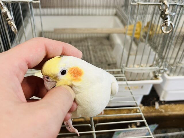 オカメインコ