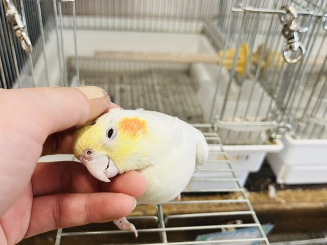 オカメインコ