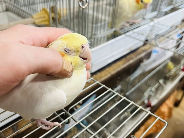 オカメインコ