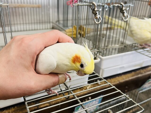 オカメインコ