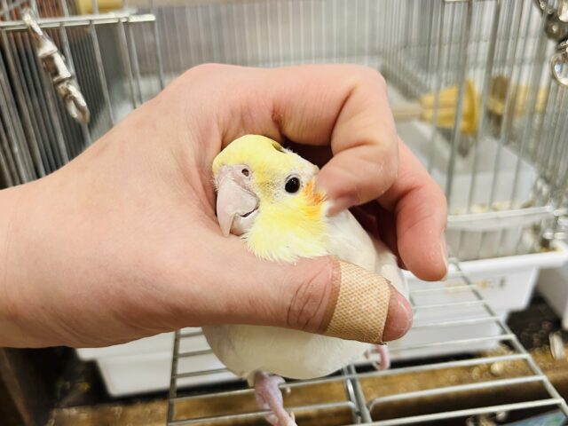 オカメインコ