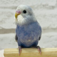 将来は探検家！？👨‍🌾好奇心旺盛♪セキセイインコ(スパングル) ヒナ