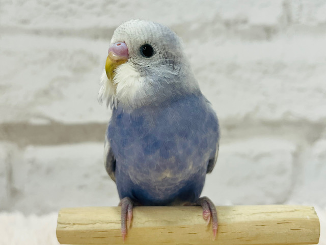 将来は探検家！？👨‍🌾好奇心旺盛♪セキセイインコ(スパングル) ヒナ