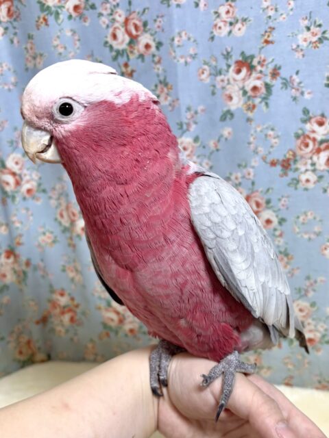 モモイロインコ