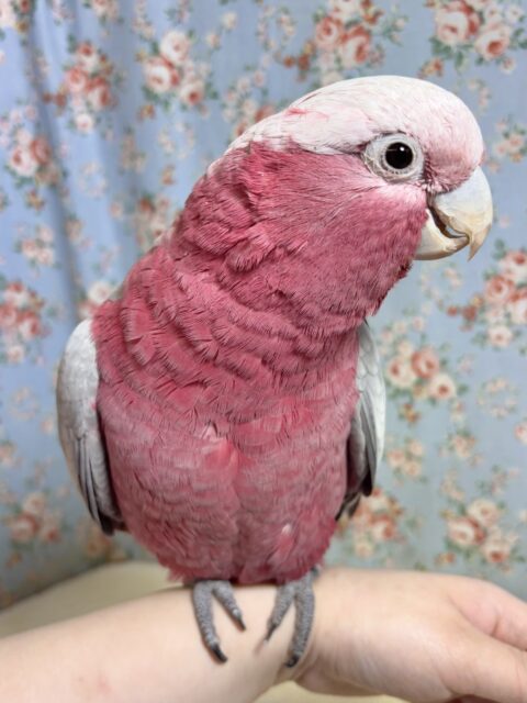 モモイロインコ