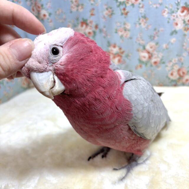 モモイロインコ