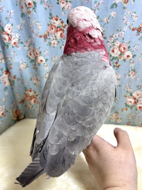 モモイロインコ