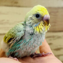 堂々たる風格感じる！？🕶⚡️セキセイインコ(パステルカラーレインボー) ヒナ
