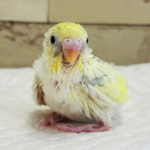 わた毛のひよこちゃん来ました🐥🥚セキセイインコ ヒナ
