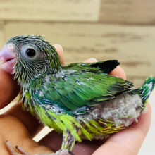 えだまめちゃんの登場です🐣🫛マメルリハ(グリーン) 女の子 ヒナ