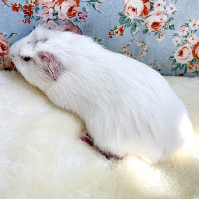 クレステッドモルモット