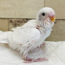 白色キャンバスに描かれる夢は〜？🫧セキセイインコ(ダブルファクター) ヒナ
