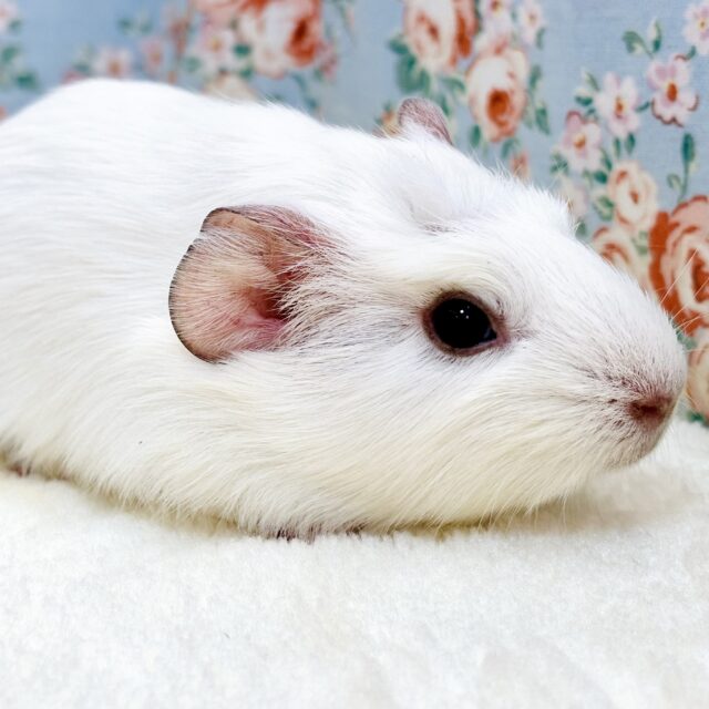 クレステッドモルモット