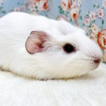 クレステッドモルモット  フロスティ 男の子  ☁️🪽🫧