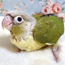 ウロコインコ  シナモン  🏷‪‪‪‪🤎ྀི☆*。