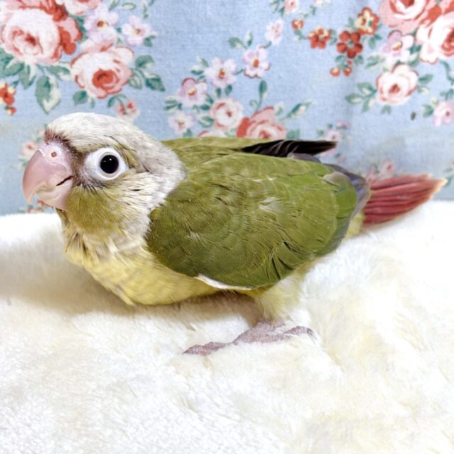 ホオミドリウロコインコ