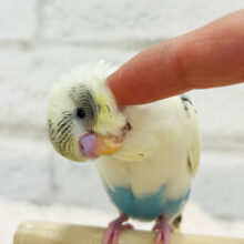 【最新画像・動画更新🪄】ぱっちりおめめ♡甘えんぼちゃん♡セキセイインコ(四色ハルクイン) ヒナ