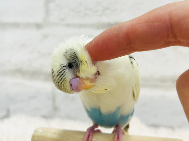 【最新画像・動画更新🪄】ぱっちりおめめ♡甘えんぼちゃん♡セキセイインコ(四色ハルクイン) ヒナ