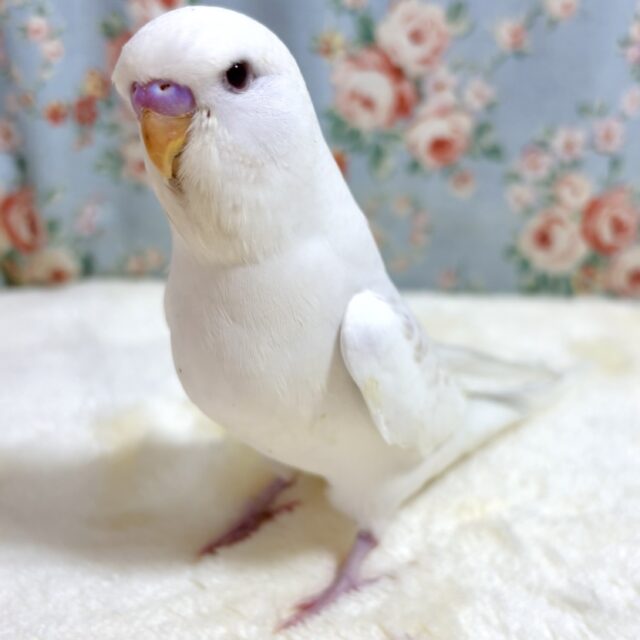 ジャンボセキセイインコ レースウイング ☁️🪽🤎