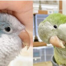 オキナインコフェア開催中