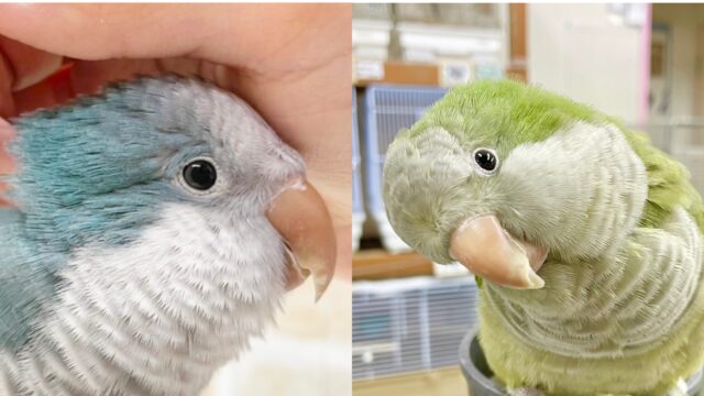 オキナインコフェア開催中