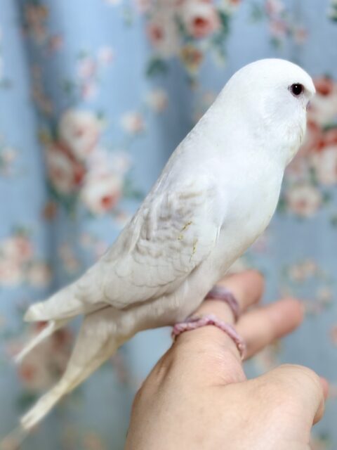 ジャンボセキセイインコ