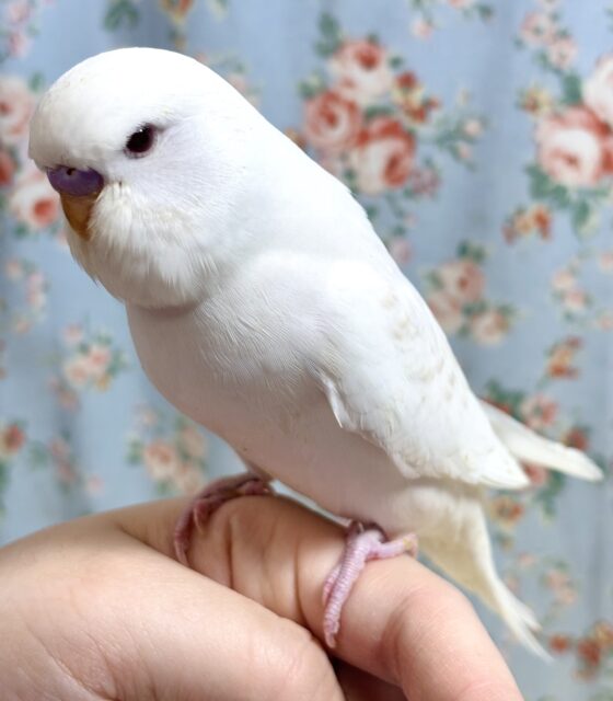 ジャンボセキセイインコ