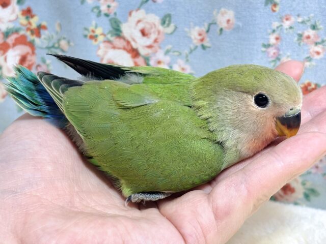 コザクラインコ（小桜インコ）