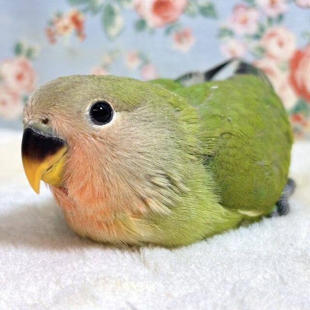 コザクラインコ ノーマル 🍀🍎°・*:.。.☆