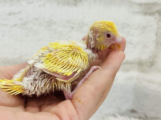 セキセイインコ