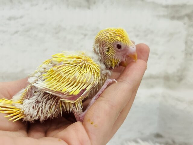 セキセイインコ