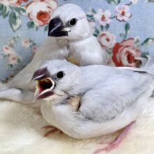 シルバー文鳥  2羽すくすく成長中～🌱𓂃 𓈒𓏸