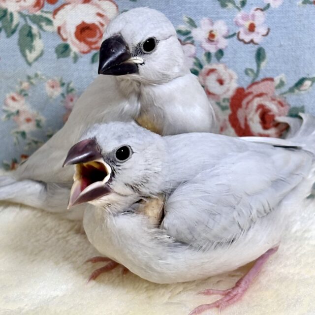 シルバー文鳥 2羽すくすく成長中～🌱𓂃 𓈒𓏸