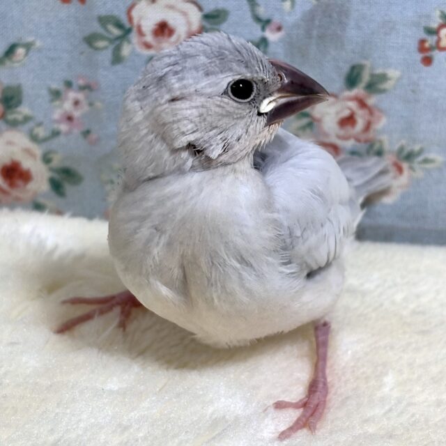 シルバー文鳥
