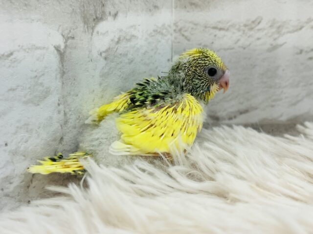 セキセイインコ