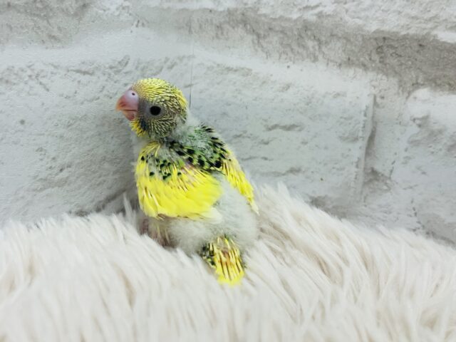 セキセイインコ