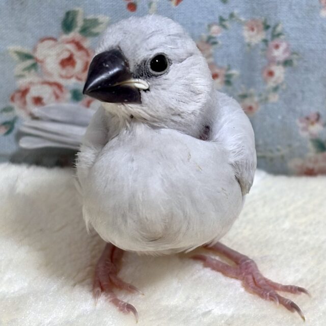 シルバー文鳥