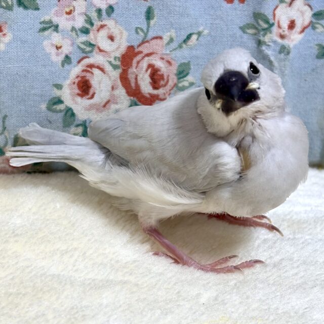 シルバー文鳥