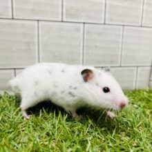 愛嬌たっぷりハムちゃん💗💗　カラーハムスター　(白×黒）
