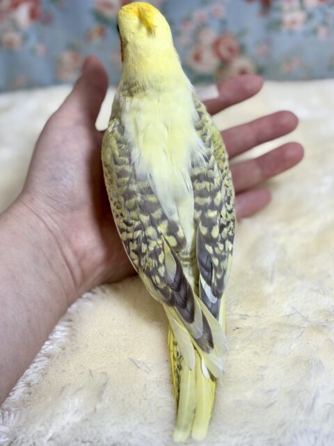 オカメインコ